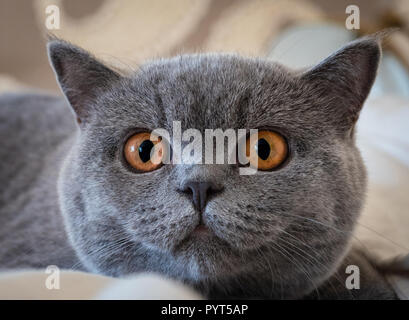 British Shorthair blu cucciolo femmina di close-up di caccia. Foto Stock