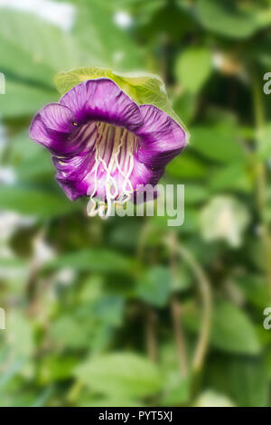 Cobaea scandens. la tazza e il piattino vine, Cattedrale di campane, ivyy messicano, monastero di campane, una pianta perenne della famiglia Polemoniaceae Foto Stock