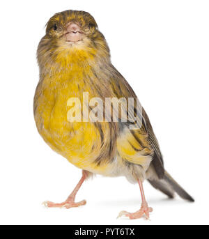 Atlantico, Canarie Serinus canaria, 2 anni, di fronte a uno sfondo bianco Foto Stock