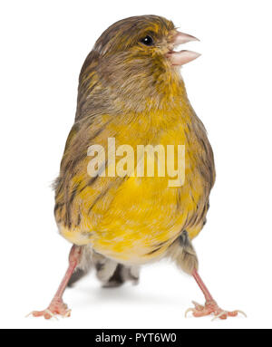 Atlantico, Canarie Serinus canaria, 2 anni, di fronte a uno sfondo bianco Foto Stock