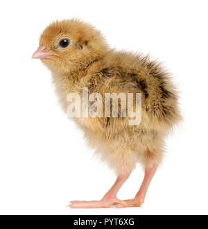 Le quaglie giapponesi, noto anche come Coturnix Quaglia, coturnix japonica, 3 giorni di età, di fronte a uno sfondo bianco Foto Stock