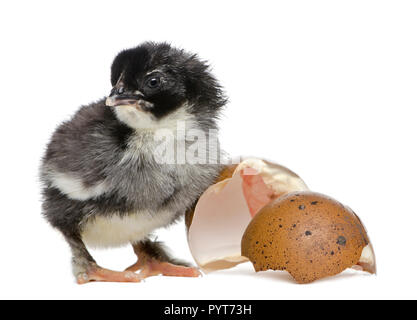 Marans pulcino, 15 ore vecchie, in piedi accanto all'uovo da cui egli schiuse contro uno sfondo bianco Foto Stock