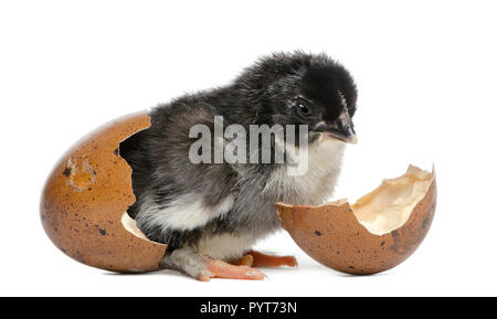 Marans pulcino, 15 ore vecchie, eretta nell'uovo da cui egli schiuse contro uno sfondo bianco Foto Stock