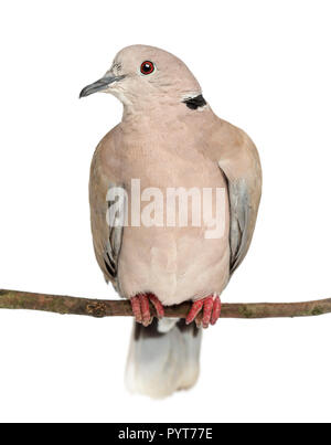 Collare eurasiatica Colomba appollaiata sul ramo, Streptopelia decaocto, spesso chiamata la Colomba a collare contro uno sfondo bianco Foto Stock