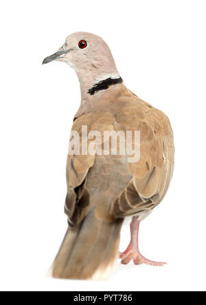 Vista posteriore del collare eurasiatica Colomba, Streptopelia decaocto, spesso chiamata la Colomba a collare contro uno sfondo bianco Foto Stock