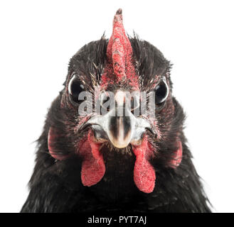 Close-up di un Australorp, 5 mesi di età, contro uno sfondo bianco Foto Stock