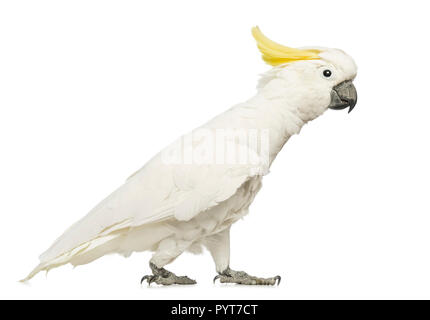 Zolfo-crested Cockatoo, Cacatua galerita, 30 anni, camminando davanti a uno sfondo bianco Foto Stock