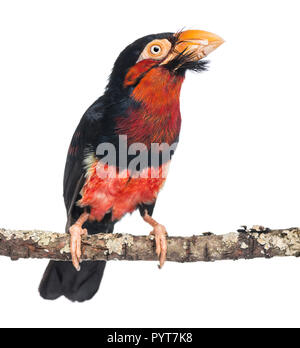 Barbet barbuto su un ramo - Lybius dubius Foto Stock