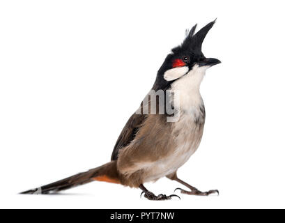 Rosso-whiskered Bulbul - Pycnonotus jocosus - isolato su bianco Foto Stock