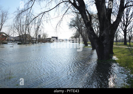 Acqua di fiume durante un diluvio con allagata alberi sulle rive di un fiume Foto Stock