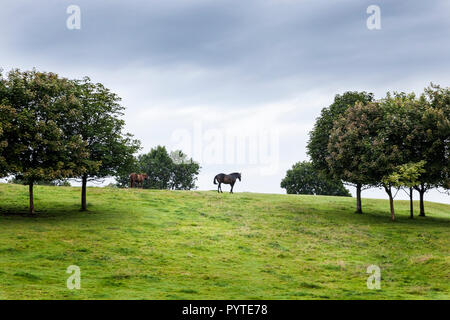 Due cavalli su una collina con alberi; un cavallo in silhouette contro il cielo. Monyash, Derbyshire, England, Regno Unito Foto Stock