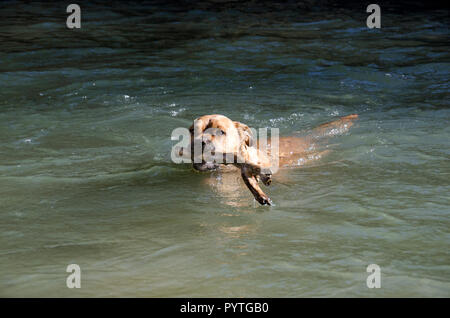 Un cane boxer nuoto e portando un grosso bastone Foto Stock