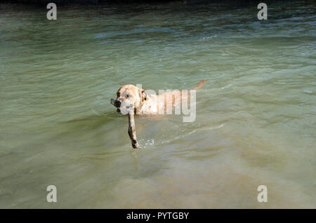 Un cane boxer nuoto e portando un grosso bastone Foto Stock