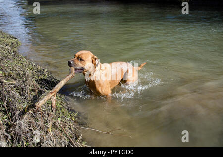 Un cane boxer nuoto e portando un grosso bastone Foto Stock