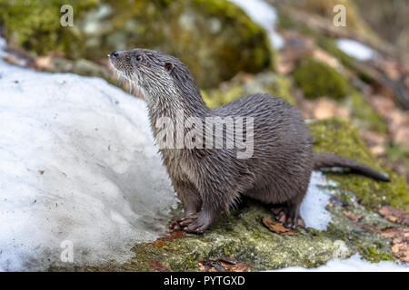 Pesce europea lontra (Lutra lutra) su strade coperte di neve in riva al fiume in inverno Foto Stock