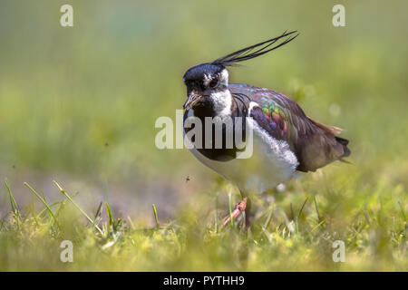 Pavoncella (Vanellus vanellus) passeggiate in habitat prativi dove razze. Nella provincia di Friesland nei Paesi Bassi le uova di uccelli usati Foto Stock