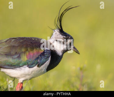 Veduta laterale ritratto di pavoncella (Vanellus vanellus) in habitat prativi dove razze. con colore verde brillante sfondo colorato. Un sacco di piuma Foto Stock