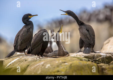 Sito di nido del marangone dal ciuffo (phalacrocorax aristotelis) con elemosinare giovani Foto Stock