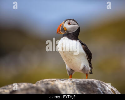 Puffin su roccia affacciato sulla colonia di allevamento sulle isole farne, Inghilterra Foto Stock