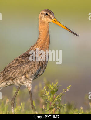 Majestic nero-tailed Godwit (Limosa limosa) wader uccello guardando nella telecamera. Questa specie è di allevamento in olandese aree costiere. Circa la metà del Foto Stock