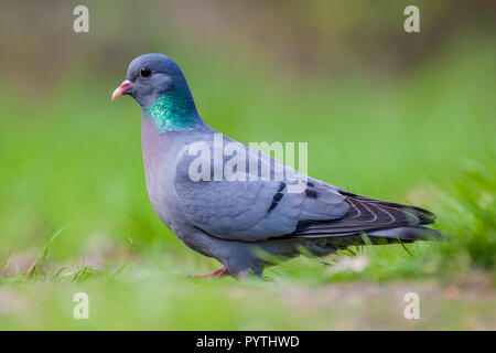 Borse europee Colomba (Columba oenas) rovistando in un prato con un luminoso verde erba mentre guardando nella telecamera Foto Stock