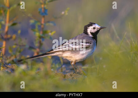 White wagtail (Motacilla alba) nella prateria di zona umida riserva naturale nei Paesi Bassi Foto Stock