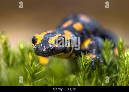 Fire salamandre (Salamandre salamandre) vivono in Europa centrale e le foreste sono più comuni nelle zone collinari. Foto Stock