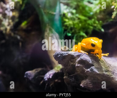 Giallo poison dart frog seduto su un ramo molto pericoloso velenoso piccolo piccolo anfibio dall America Foto Stock