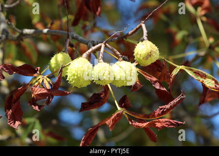 Albero di castagno ramo con più luce chiuso verde cupule spinoso chiamato burr contenente ancora acerbe dadi circondato con verde al marrone scuro autunno Foto Stock