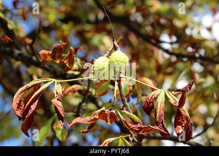 Albero di castagno succursale con coppia di luce chiuso verde cupule spinoso chiamato burr contenente ancora acerbe dadi circondato con verde al marrone scuro autunno Foto Stock