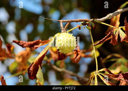 Albero di castagno con diramazione singola chiusa la luce verde cupule spinoso chiamato burr contenente ancora acerbe dadi circondato con verde al marrone scuro autunno Foto Stock