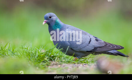 Magazzino Colomba (Columba oenas) rovistando in un prato con un luminoso verde erba Foto Stock