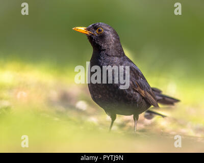 Merlo maschio (Turdus Merula) rovistando nel cortile su sfondo verde chiaro Foto Stock