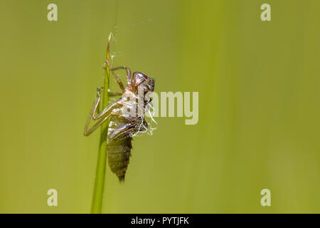 Bozzolo vuoto lasciato dalla nuova nata Dragonfly. Come un esempio di trasformazione di un concetto per la metamorfosi nel mondo degli insetti Foto Stock