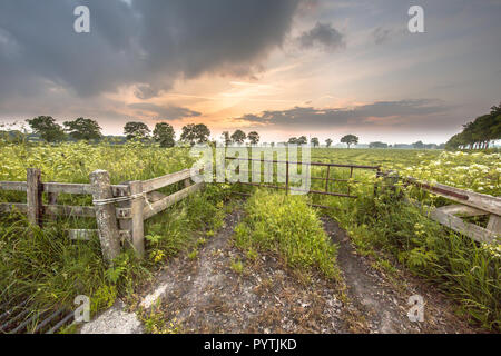 Porta al Prato ricoperto di mucca fiore di prezzemolo (Anthriscus sylvestris) in una serata estiva nel maggio Foto Stock