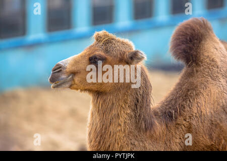 Il Cammello selvatico (Camelus ferus bactrianus) di appoggio nella sabbia del deserto di fronte Oasis Village Foto Stock