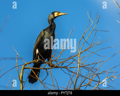 Unione grande cormorano (Phalacrocorax carbo) arroccato in una struttura ad albero di una colonia vicino al sito di nidificazione Foto Stock