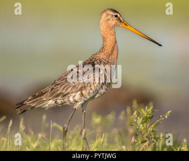 Majestic nero-tailed Godwit (Limosa limosa) wader allevamento degli uccelli in Olandese di zone costiere. Circa la metà della popolazione mondiale le razze in Paesi Bassi hanno proble Foto Stock