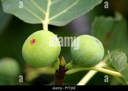 Fico o Ficus carica o comune fig rami con due fresca luce fichi verdi in mezzo circondata con grandi foglie sul giardino verde vegetazione indietro Foto Stock