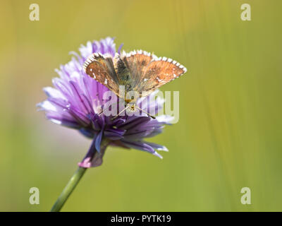 Bella Wild Dusky Brizzolato Skipper Butterfly (Pyrgus cacaliae) - alimentazione su fiori Foto Stock