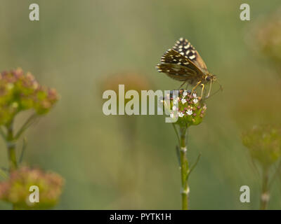 Bella Wild Brizzolato Skipper Butterfly (Pyrgus malvae) - alimentazione su fiori Foto Stock