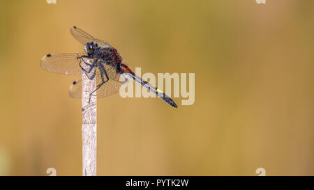 Grandi di fronte bianco-darter o giallo maculato whiteface (Leucorrhinia pettorale) dragonfly abita frontiere palustri e preferisce meno acque acide di io Foto Stock