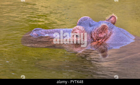 Comune (ippopotamo Hippopotamus amphibius), o di Ippona nuoto e sommerso in acqua. Questo è un grande, prevalentemente di mammiferi erbivori in sub-Saharan Afr Foto Stock