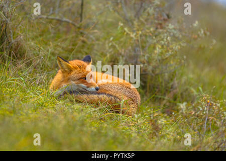 Rosso europeo volpe (Vulpes vulpes) di appoggio in erba. La Volpe rossa sono adattabili e opportunisti gli onnivori e sono in grado di occupare con successo urban Foto Stock