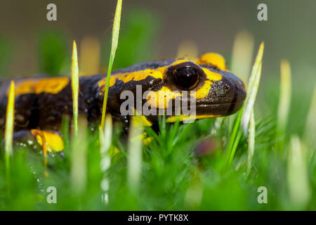 Fire salamandre (Salamandre salamandre) vivono in Europa centrale foreste decidue e sono più comuni nelle aree umide. Foto Stock