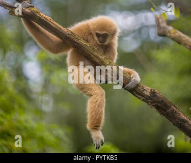 Lar gibbone (Hylobates lar), noto anche come il bianco-consegnato gibbone salendo sul ramo in ambiente naturale Foto Stock