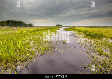 Acqua di vegetazione dominata dall'acqua soldato (Stratiotes aloides) noto anche come granchio artiglio del. Questo è l'habitat naturale di rara protetta dragonfly sp Foto Stock