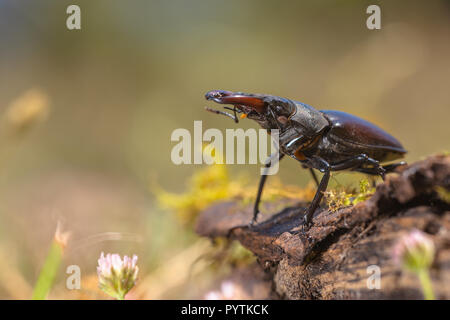 Lucanus cervus è il più noto specie di stag beetle in occidente (Famiglia Lucanidae) Foto Stock