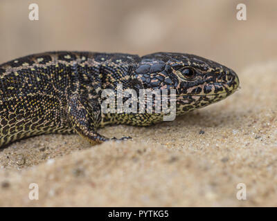 Biacco (Lacerta agilis) in habitat naturale sul verde muschio Foto Stock