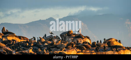 Sunrise a Isola di tenuta. South African (capo) foche (Arctocephalus pusillus pusillus), la colonia del capo le foche. False Bay, Western Cape, Sud Af Foto Stock